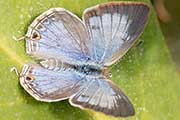 Speckled Line-blue (Catopyrops florinda)